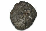 Fossil Nodosaurid (Denversaurus) Osteoderm (Scute) - Wyoming #379525-1